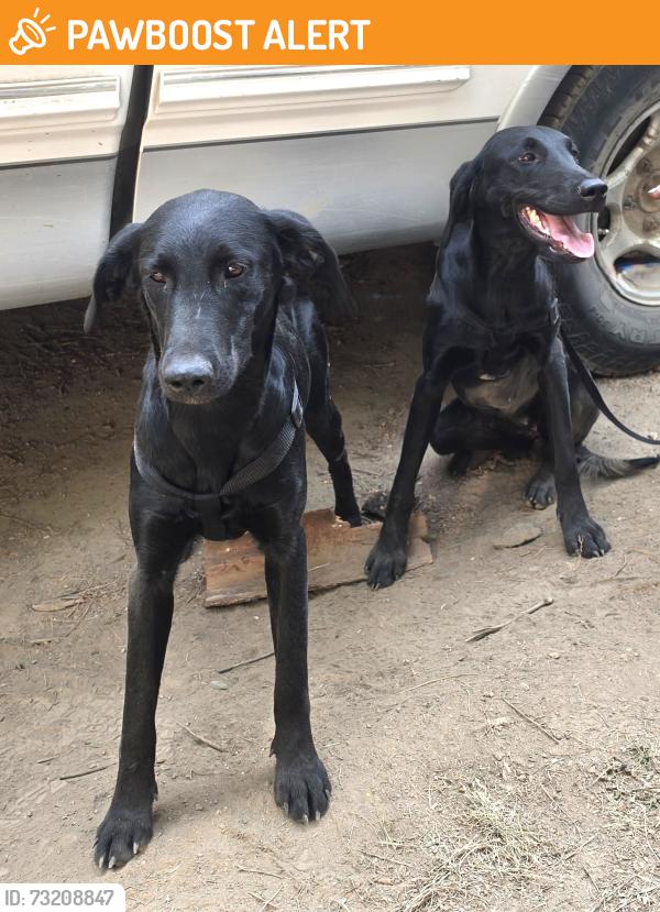Found/Stray Female Dog last seen none, Spokane County, WA 99009