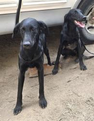 Found/Stray Female Dog last seen none, Spokane County, WA 99009
