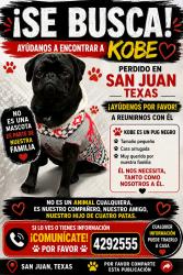 Lost Male Dog last seen Inca De. and Minnesota Rd., San Juan, TX 78589