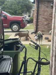 Found/Stray Unknown Dog last seen Near Milton Dr and Southbridge Lane off of Matlock Rd, Arlington, TX 76002