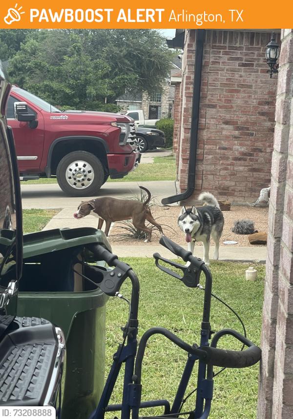 Found/Stray Unknown Dog last seen Near Milton Dr and Southbridge Lane off of Matlock Rd, Arlington, TX 76002