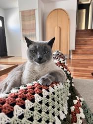 Lost Male Cat last seen 21st & Grant, Longmont, CO 80501
