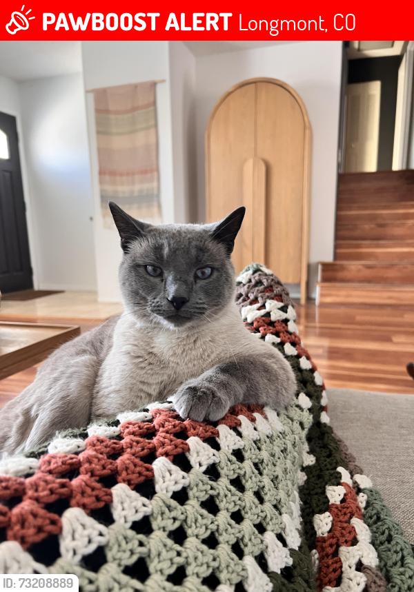 Lost Male Cat last seen 21st & Grant, Longmont, CO 80501