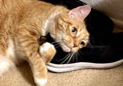 Lost Male Cat last seen Cazadero and Alga, Carlsbad, CA 92009
