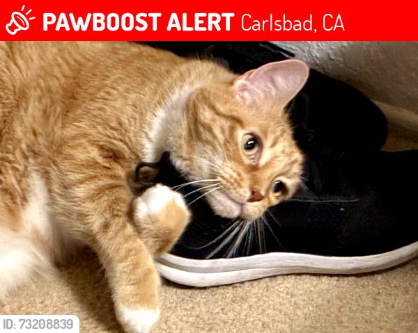 Lost Male Cat last seen Cazadero and Alga, Carlsbad, CA 92009