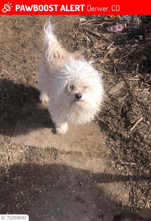 Lost Male Dog last seen Louisiana and Newton Denver, Colorado, Denver, CO 80219