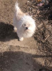 Lost Male Dog last seen Louisiana and Newton Denver, Colorado, Denver, CO 80219