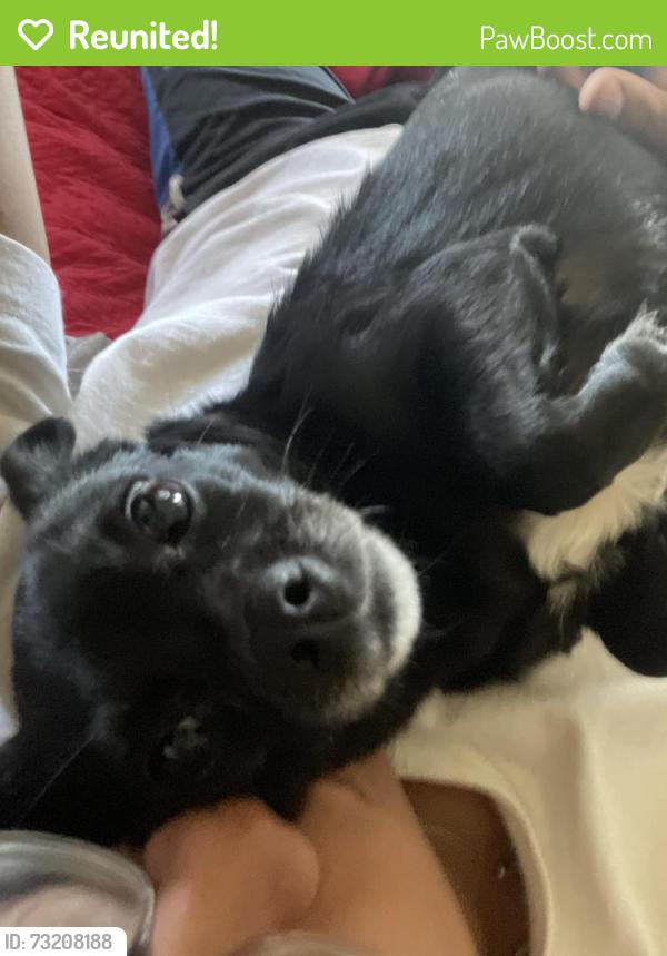 Reunited Female Dog last seen Near Avenue B., Snohomish, WA 98290