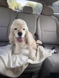 Reunited Female Dog last seen Chalk Road, Wake Forest, NC 27587
