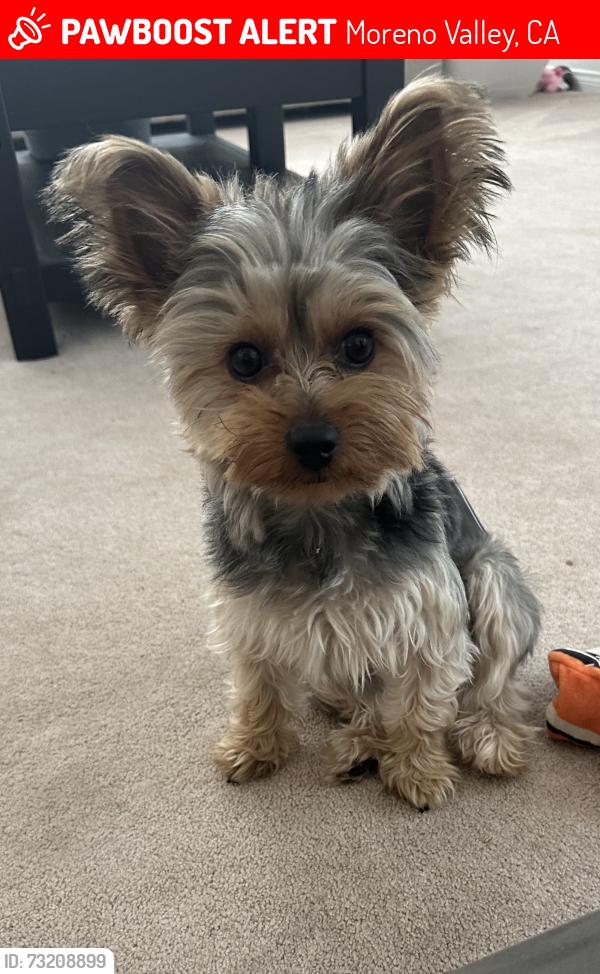 Lost Male Dog last seen Morton road in Moreno Valley, Moreno Valley, CA 92507