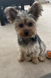 Lost Male Dog last seen Morton road in Moreno Valley, Moreno Valley, CA 92507