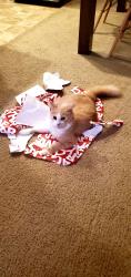 Lost Female Cat last seen Montour Trail in McMurray, PA., McMurray, PA 15317