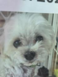 Reunited Female Dog last seen Commons and Grantham, Jacksonville, NC 28546