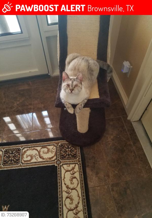 Lost Female Cat last seen Near paredes line rd Brownsville Tx 78526, Brownsville, TX 78526