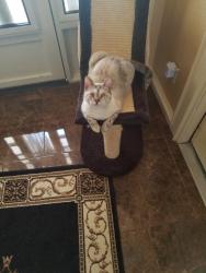Lost Female Cat last seen Near paredes line rd Brownsville Tx 78526, Brownsville, TX 78526
