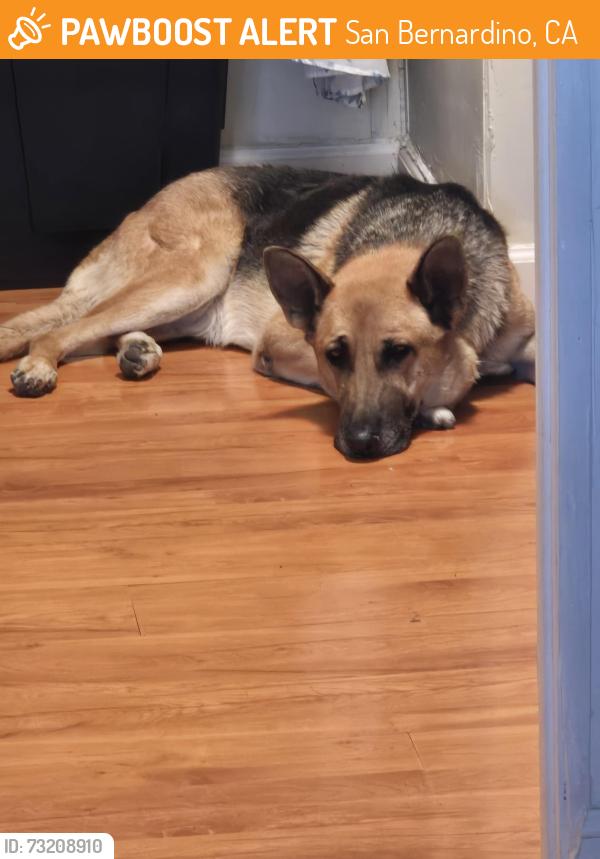 Found/Stray Female Dog last seen Sterling Baseline in San Bernardino, San Bernardino, CA 92404