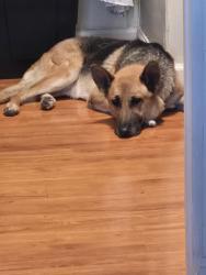 Found/Stray Female Dog last seen Sterling Baseline in San Bernardino, San Bernardino, CA 92404