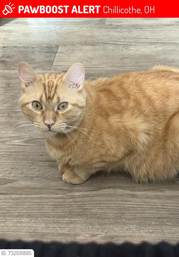 Lost Male Cat last seen Anderson Station Rd, Chillicothe, OH 45601