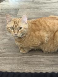 Lost Male Cat last seen Anderson Station Rd, Chillicothe, OH 45601