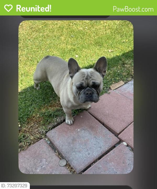 Reunited Male Dog last seen Compton car wash, Compton, CA 90221