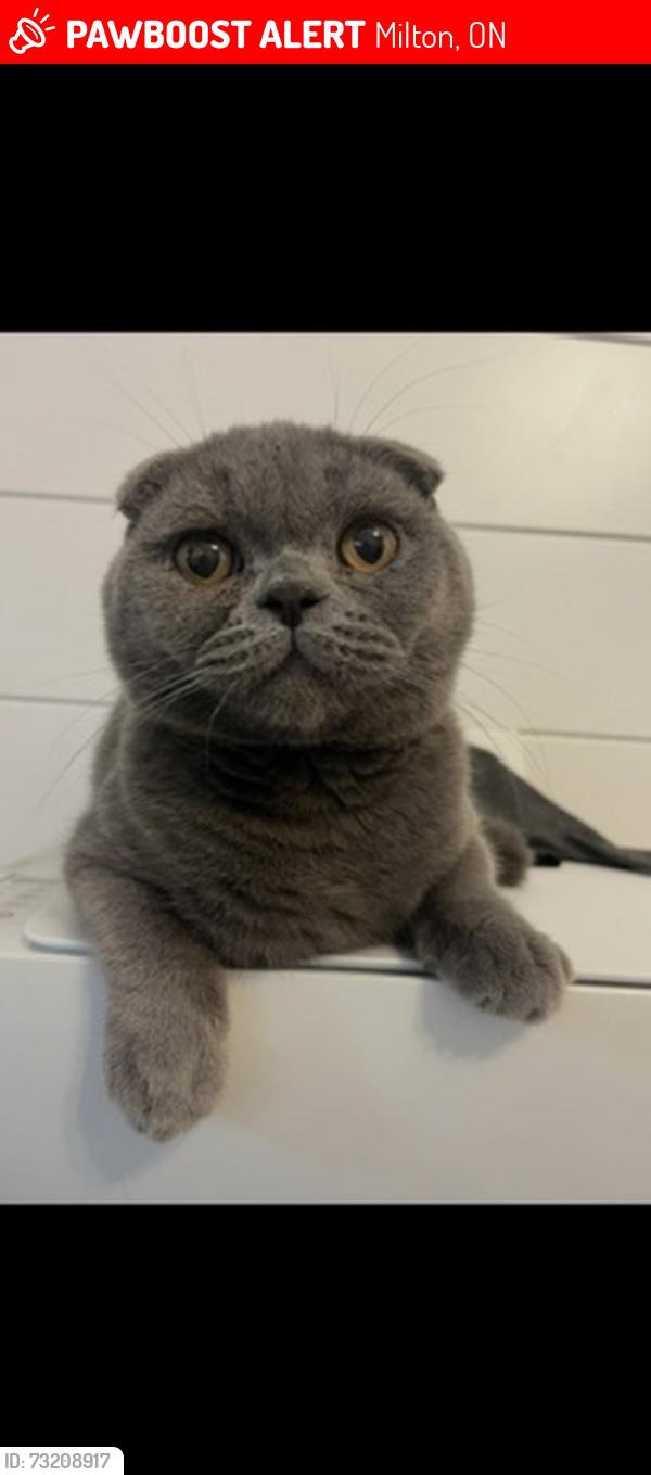 Lost Male Cat last seen Cabot trail and Mcnaughton court, Milton, ON 
