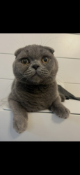 Lost Male Cat last seen Cabot trail and Mcnaughton court, Milton, ON 