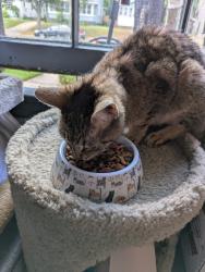 Found/Stray Female Cat last seen Easter & Burton, Grand Rapids, MI 49507