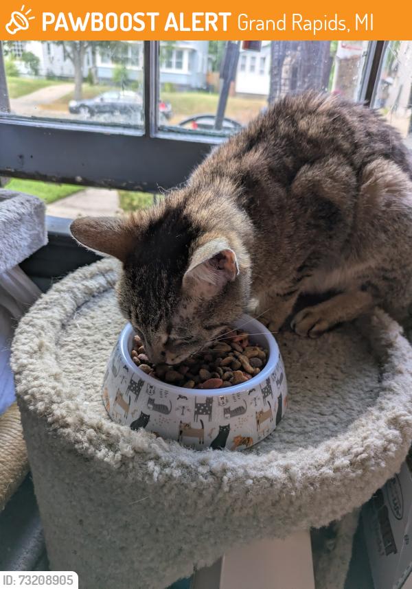 Found/Stray Female Cat last seen Easter & Burton, Grand Rapids, MI 49507