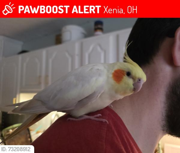 Lost Male Bird last seen Roxbury dr, commonwealth dr, xenia ohio, Xenia, OH 45385