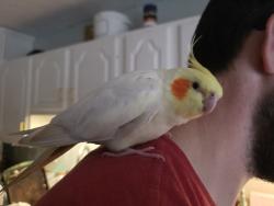 Lost Male Bird last seen Roxbury dr, commonwealth dr, xenia ohio, Xenia, OH 45385