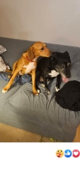 Lost Male Dog last seen Lake Shawnee, Powhatan va, Powhatan, VA 23139