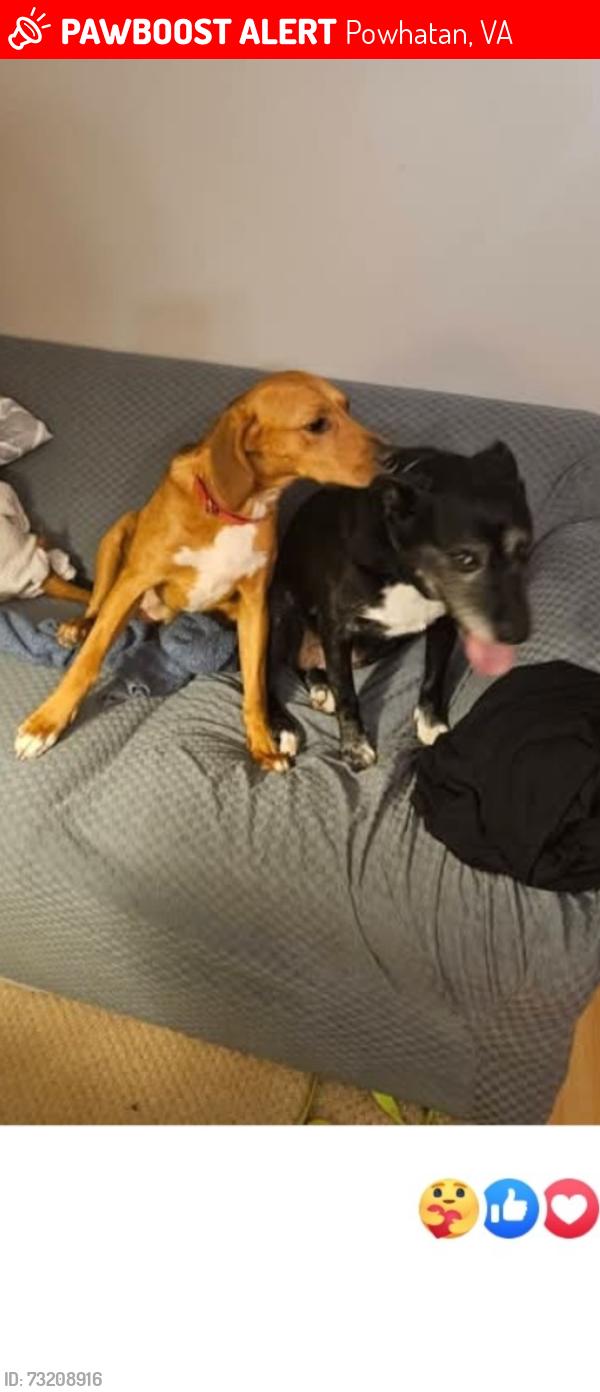 Lost Male Dog last seen Lake Shawnee, Powhatan va, Powhatan, VA 23139