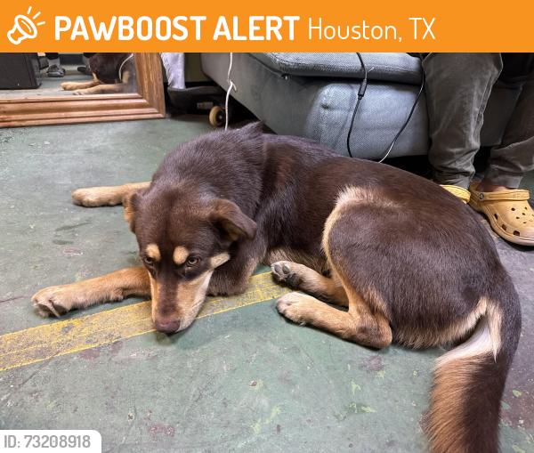 Found/Stray Male Dog last seen Shell Gas Station on 1102 Broadway St Houston, TX 77012 United States, Houston, TX 77012