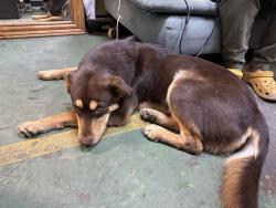 Found/Stray Male Dog last seen Shell Gas Station on 1102 Broadway St Houston, TX 77012 United States, Houston, TX 77012