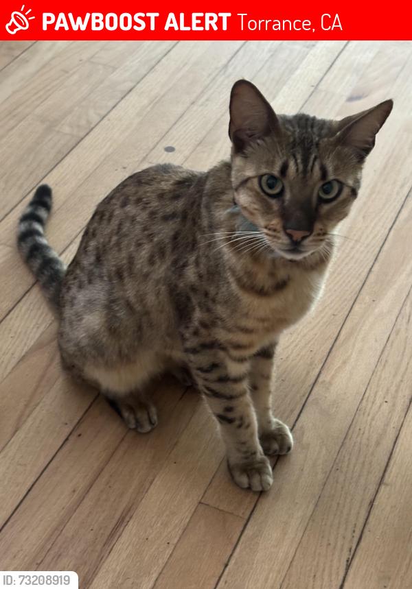 Lost Male Cat last seen Torrance and Henrietta, Torrance, CA 90503