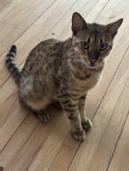 Lost Male Cat last seen Torrance and Henrietta, Torrance, CA 90503