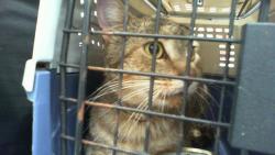 Shelter Stray Male Cat last seen CHARLOTTE, 8315 Byrum Dr, Charlotte, NC 28217, USA