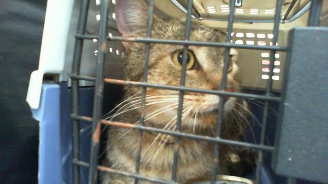 Shelter Stray Male Cat last seen CHARLOTTE, 8315 Byrum Dr, Charlotte, NC 28217, USA