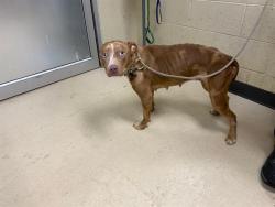 Shelter Stray Female Dog last seen Near BLOCK N 53RD ST, 3839 W Burnham St, West Milwaukee, WI 53215, USA