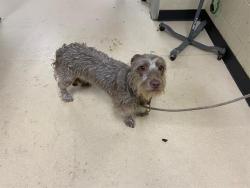 Shelter Stray Female Dog last seen Near BLOCK W WALNUT ST, 3839 W Burnham St, West Milwaukee, WI 53215, USA