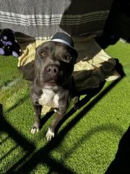 Shelter Stray Male Dog last seen , 14409 Vanowen St, Van Nuys, CA 91405, USA