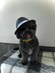 Shelter Stray Male Dog last seen , 14409 Vanowen St, Van Nuys, CA 91405, USA