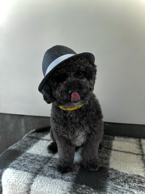 Shelter Stray Male Dog last seen , 14409 Vanowen St, Van Nuys, CA 91405, USA