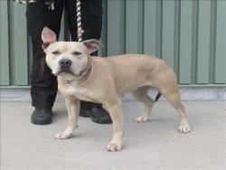 Shelter Stray Female Dog last seen Near BLOCK FEGENBUSH LN, 3528 Newburg Rd, Louisville, KY 40218, USA