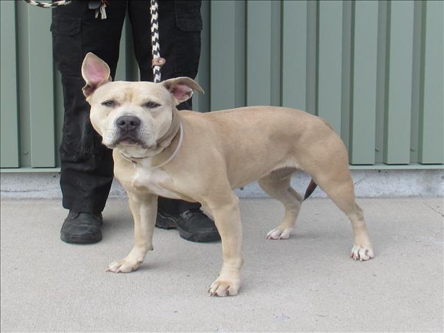 Shelter Stray Female Dog last seen Near BLOCK FEGENBUSH LN, 3528 Newburg Rd, Louisville, KY 40218, USA