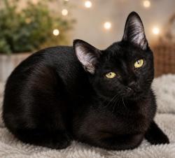 Shelter Stray Male Cat last seen , 3201 Lacy St, Los Angeles, CA 90031, USA