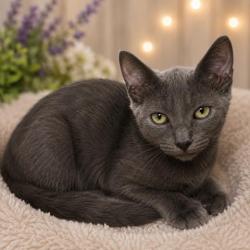 Shelter Stray Male Cat last seen , 3201 Lacy St, Los Angeles, CA 90031, USA
