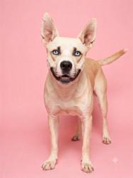 Shelter Stray Female Dog last seen Near BLOCK LAGNEY DR, 2020 Forest St, Jacksonville, FL 32204, USA