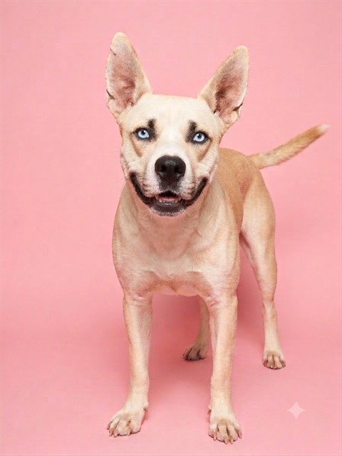Shelter Stray Female Dog last seen Near BLOCK LAGNEY DR, 2020 Forest St, Jacksonville, FL 32204, USA