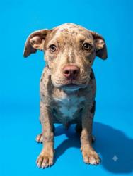 Shelter Stray Female Dog last seen Near BLOCK PRIOLEAU, 2020 Forest St, Jacksonville, FL 32204, USA